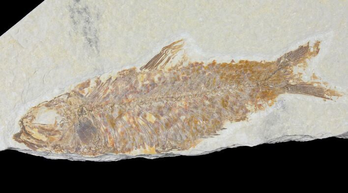 Bargain, Detailed Fossil Fish (Knightia) - Wyoming #120366